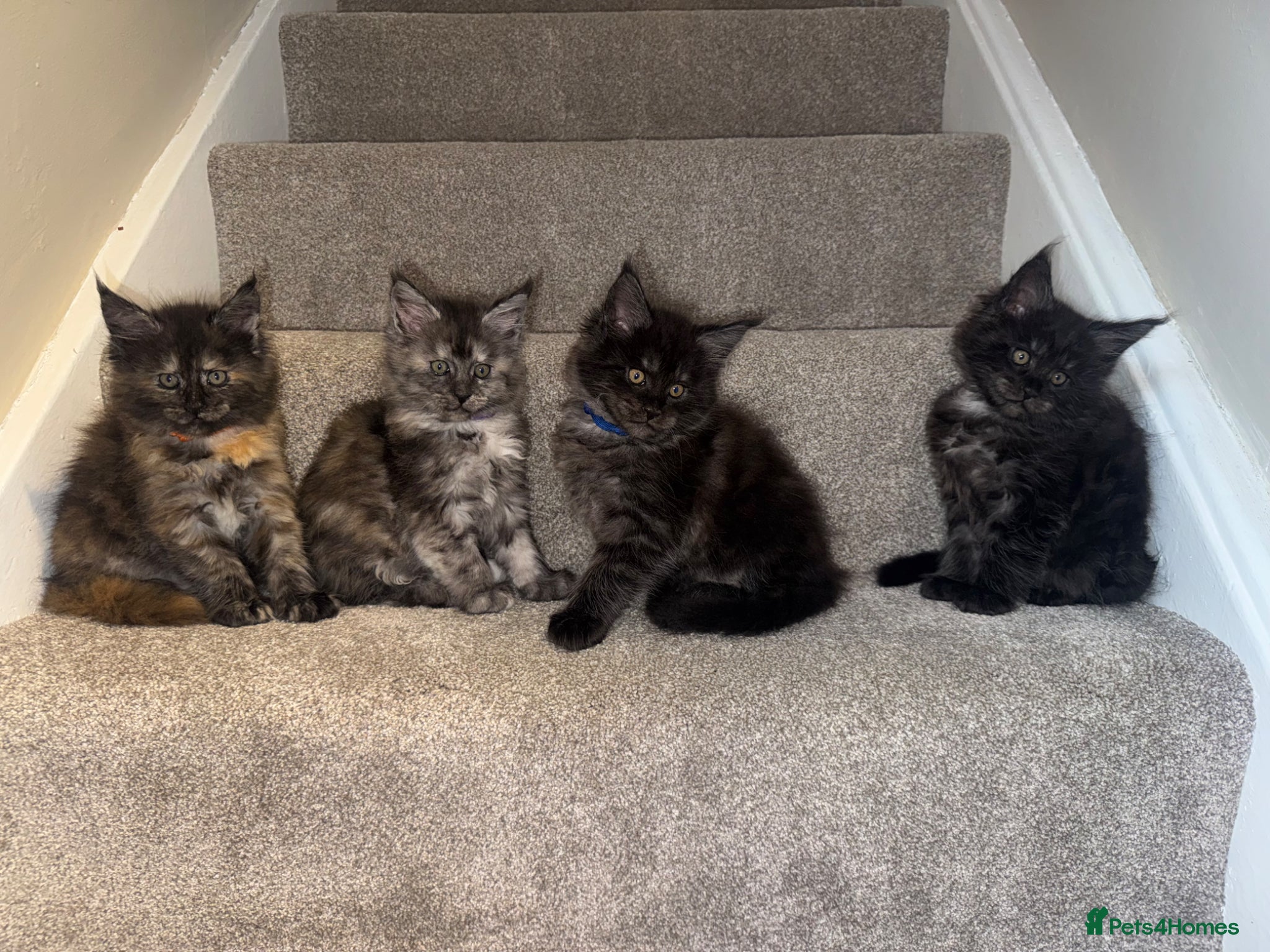Maine Coon cats Maine coon kittens, ready to leave at 10 weeks  - Advert 9