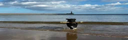 Labrador Retriever dogs for sale: Labrador retriever puppy 8 months old in Newton Aycliffe - Advert 6