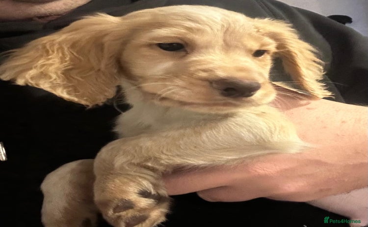 Cocker Spaniel dogs Last boy left! Amazing KC working cocker for sale - Advert 5