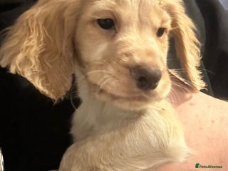Cocker Spaniel dogs Last boy left! Amazing KC working cocker for sale - Advert 3