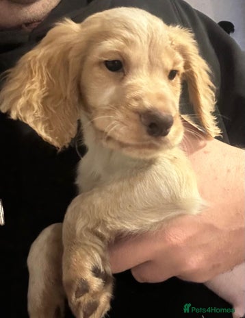 Cocker Spaniel dogs Last boy left! Amazing KC working cocker for sale - Advert 5