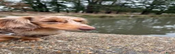 Miniature Dachshund dogs for stud: KC Registered Miniature Dachshund Stud Available - Advert 6