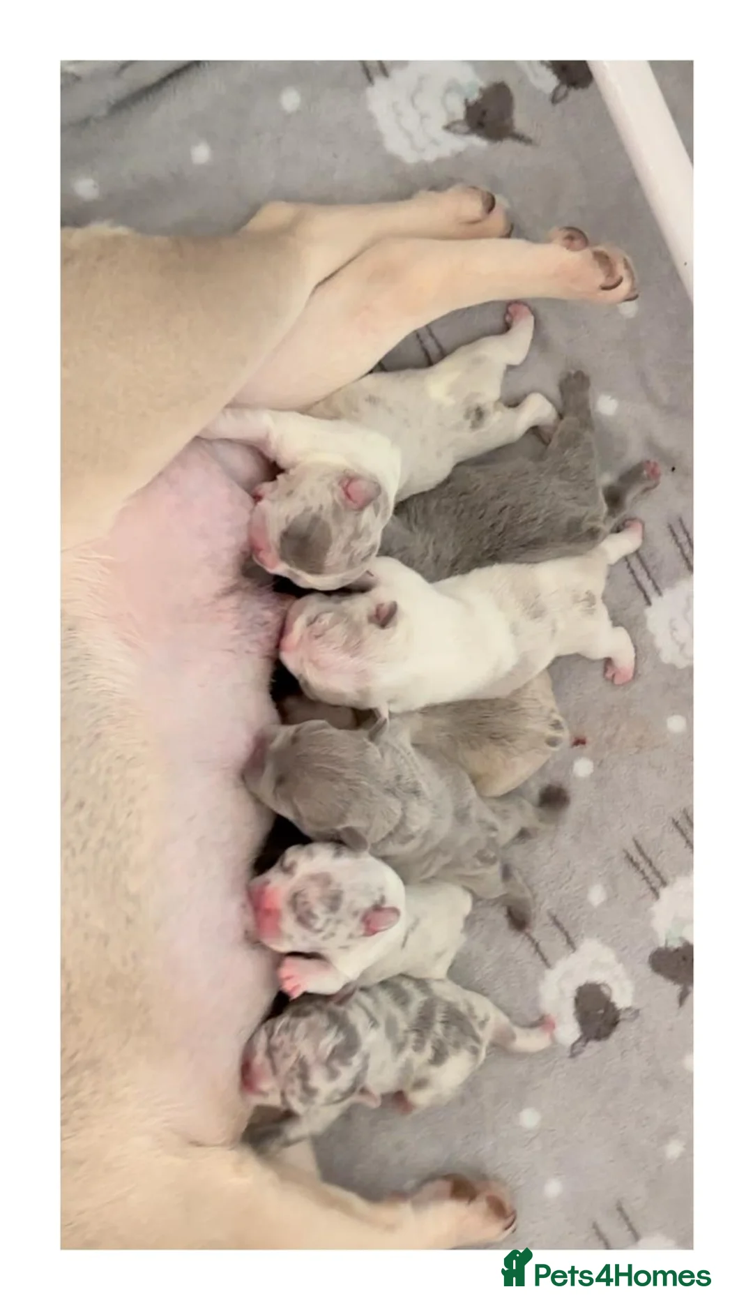 French Bulldog dogs for stud: New shade Isabella Merle fluffy carrier  in Hastings - Advert 20