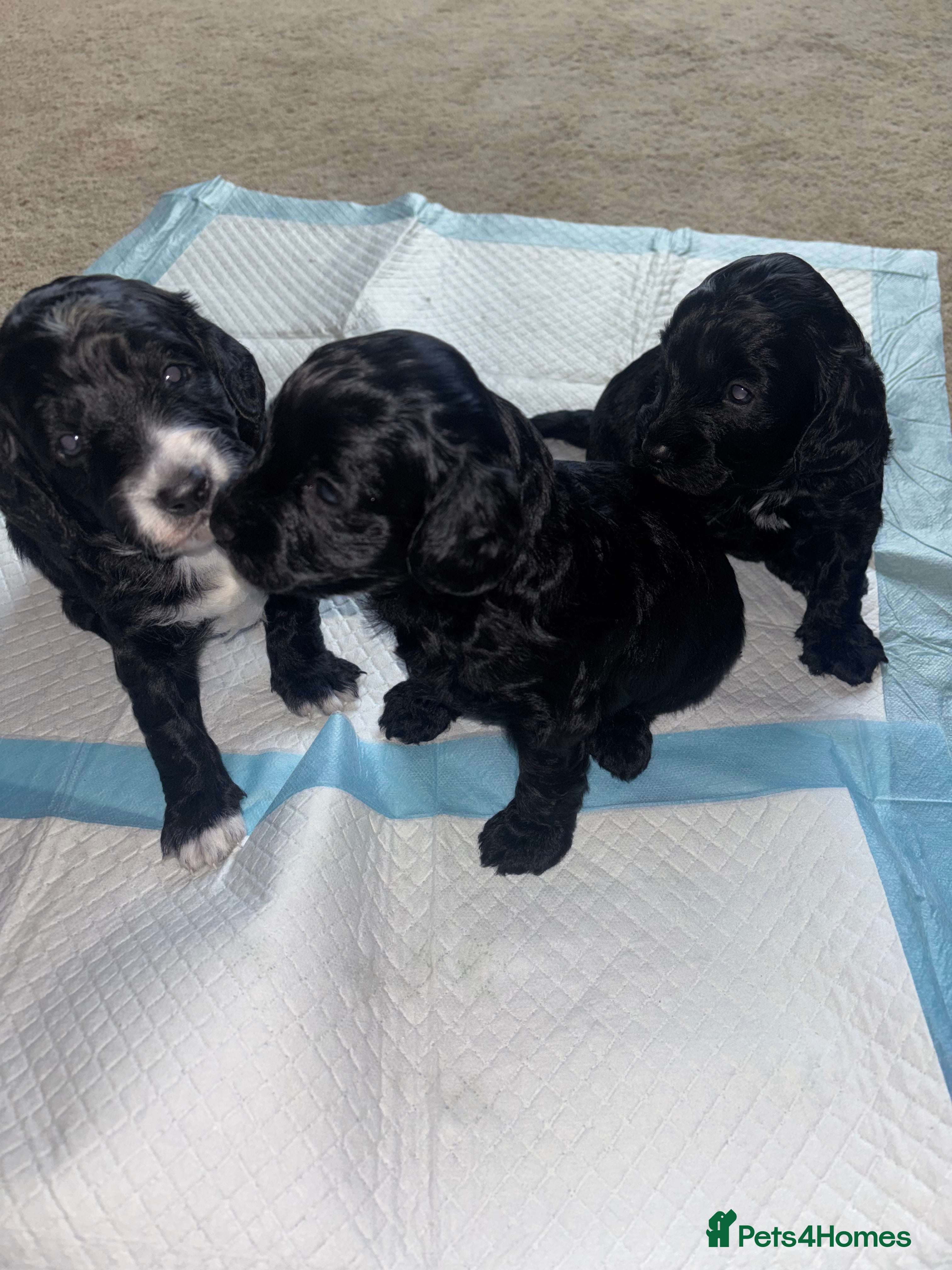 Cockapoo dogs Cockapoo Puppies - Advert 3