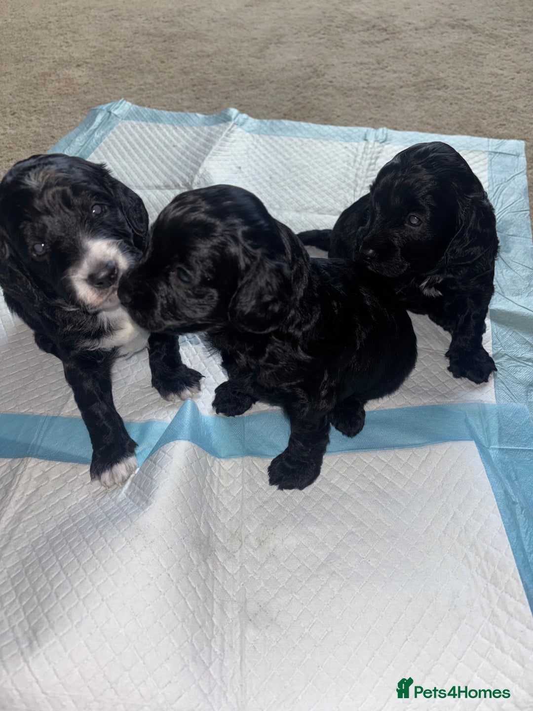 Cockapoo dogs for sale: Cockapoo Puppies - Advert 1