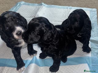 Cockapoo dogs Cockapoo Puppies - Advert 5