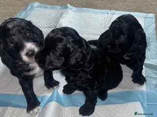 Cockapoo dogs Cockapoo Puppies - Advert 9