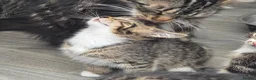 Mixed Breed cats for sale: 4 beautiful kittens  - Advert 9