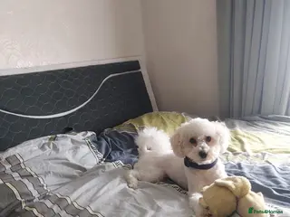 Toy Poodle dogs Exceptional Toy Poodle Male – Home-Raised, Healthy - Advert 1