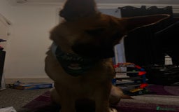 German Shepherd dogs for sale: *Urgently need someone suitable to help - Image 1