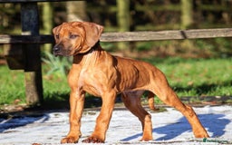Rhodesian Ridgeback dogs for sale: Exquisite litter Rhodesian Ridgebacks - Image 9