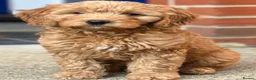 Goldendoodle dogs for sale:  Goldendoodle white boys 500 - Advert 2