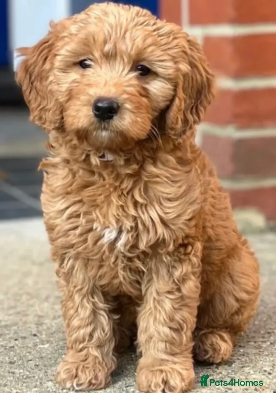 Goldendoodle dogs for sale:  Goldendoodle white boys 500 - Advert 2