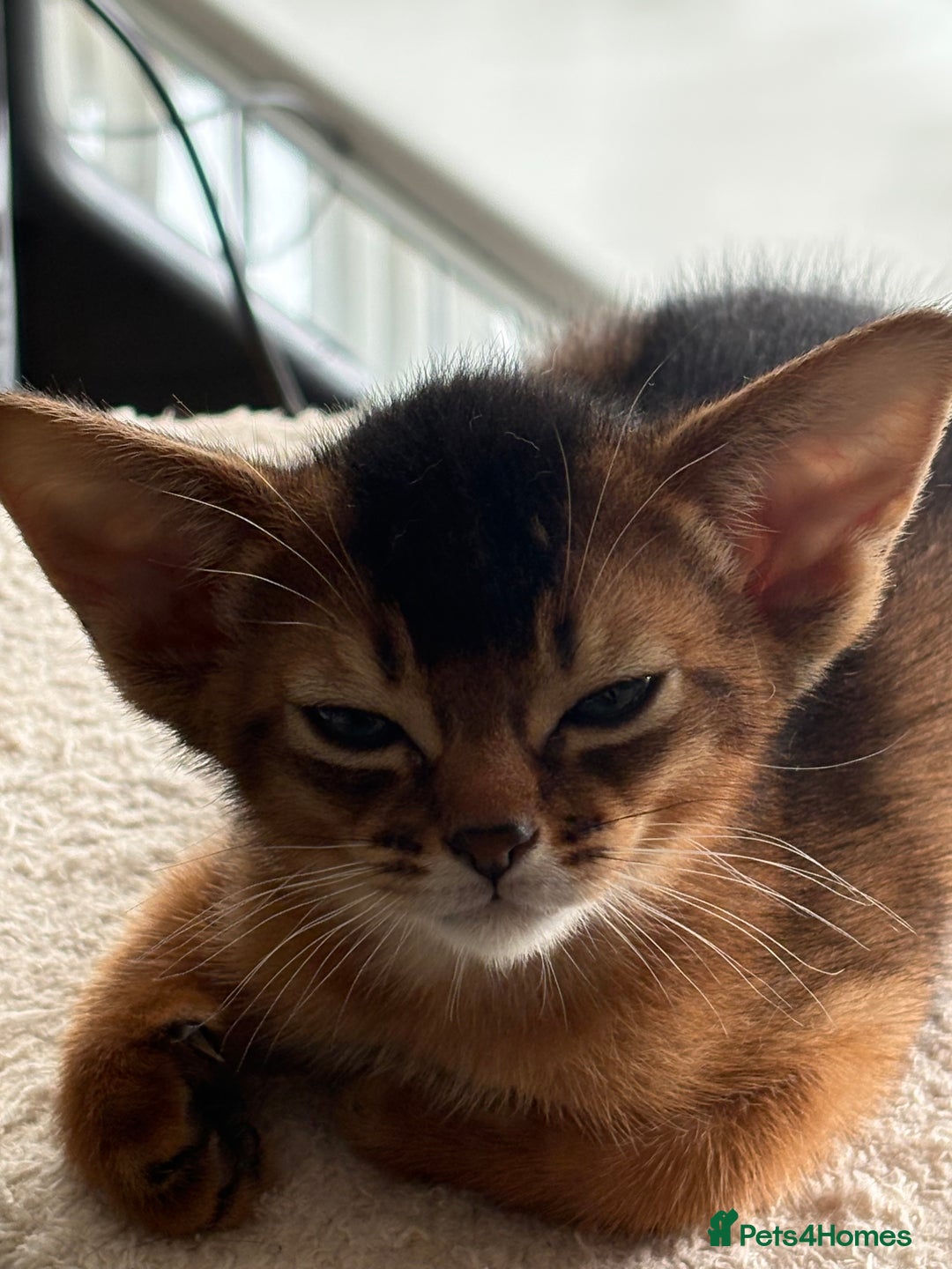 Abyssinian cats for sale: Champion Line Abyssinian Kittens - Reserve Today! - Image 8