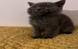 British Shorthair cats for sale: Male British shorthair kitten  - Image 16