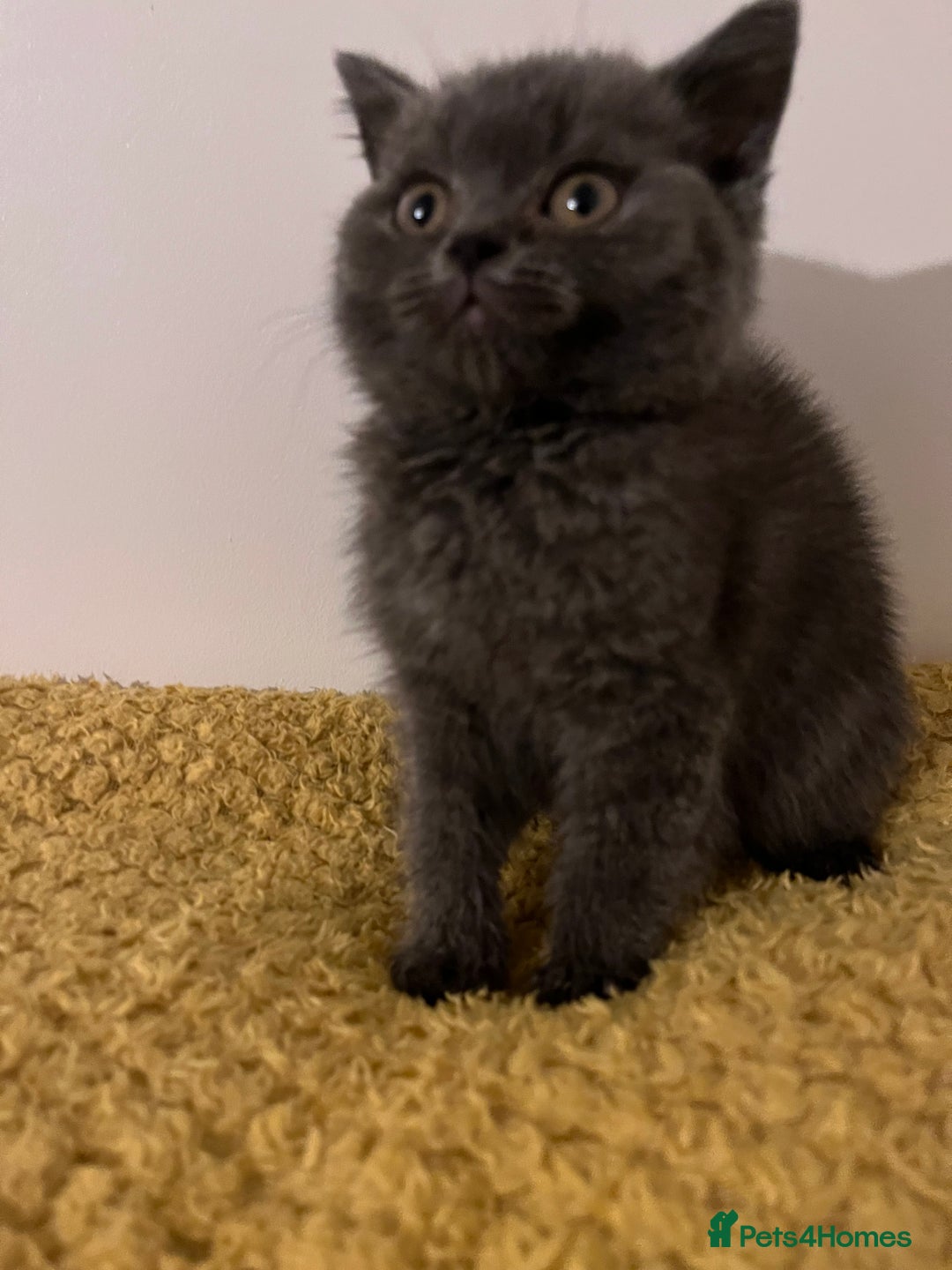 British Shorthair cats for sale: Male British shorthair kitten  - Image 16