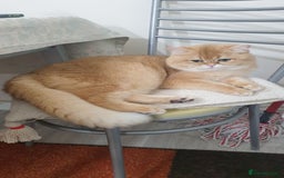 British Longhair cats for sale: GCCF reg BLH Black and Chocolate Golden kittens - Image 5