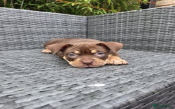 American Bully dogs for sale: 3 Stunning Pocket American bully  - Image 5