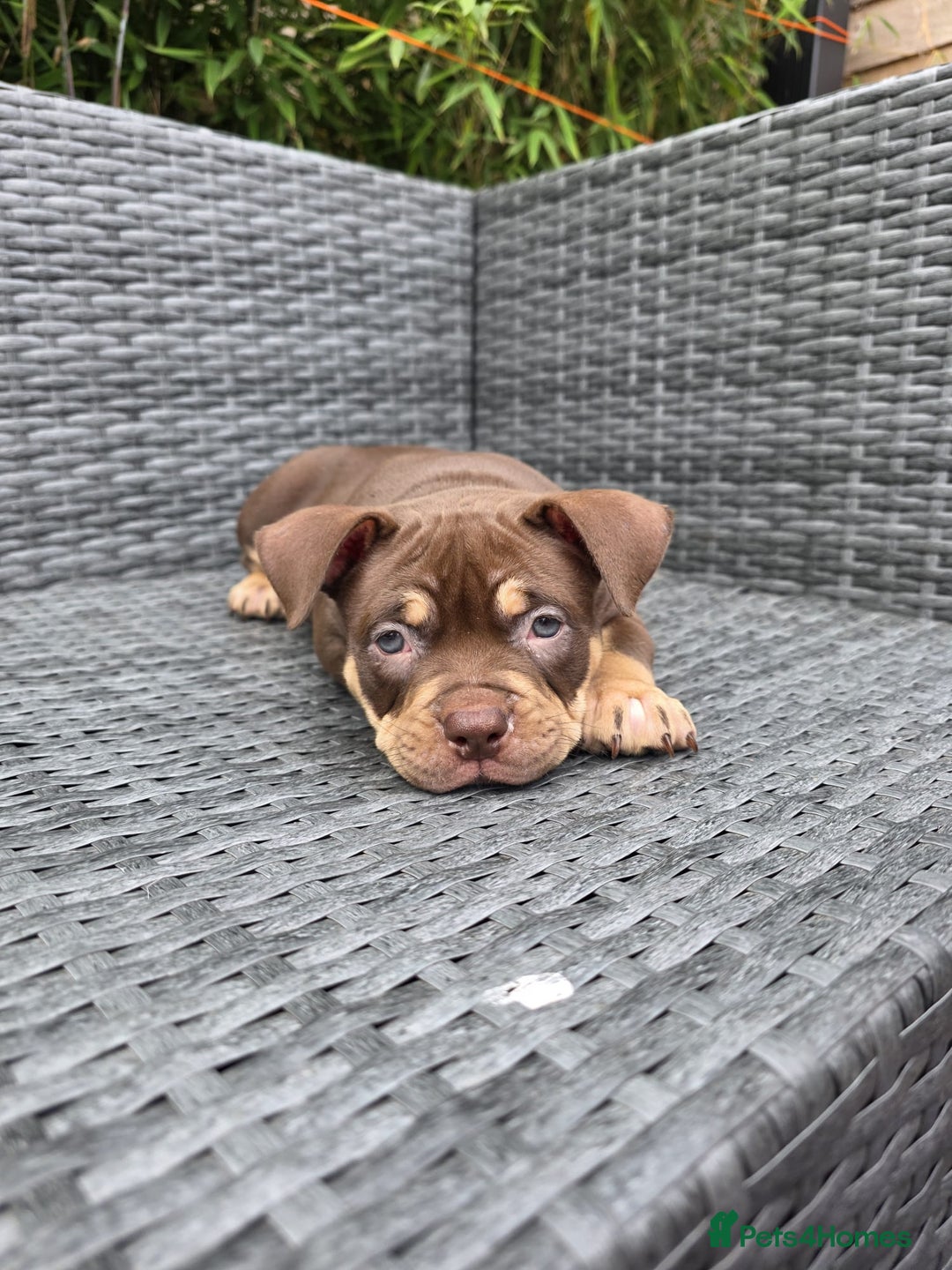 American Bully dogs for sale: 3 Stunning Pocket American bully  - Image 5