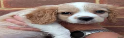 Cavalier King Charles Spaniel dogs for sale: *Two Boys Left!* Cavalier King Charles Puppies!  - Advert 4
