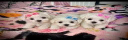 Maltese dogs for sale: Malitachon X Korean miniature Maltese ❤️ - Advert 3