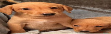 Labrador Retriever 3