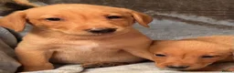 Labrador Retriever dogs for sale: Red labrador - Advert 10