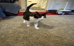 Mixed Breed cats for sale: 5 beautiful kittens  - Image 4