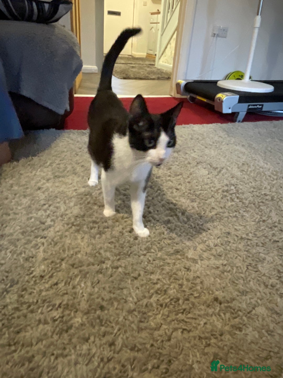 Mixed Breed cats for sale: 5 beautiful kittens  - Image 4