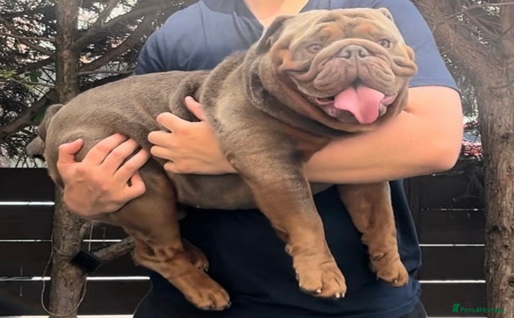 English Bulldog dogs - Advert 1