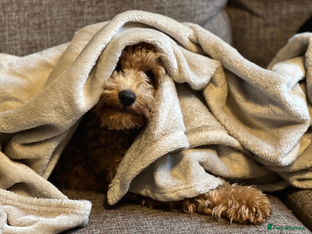 Toy Poodle dogs for stud: Toy Poodle Boy Looking for a Date – Scotland - Advert 4