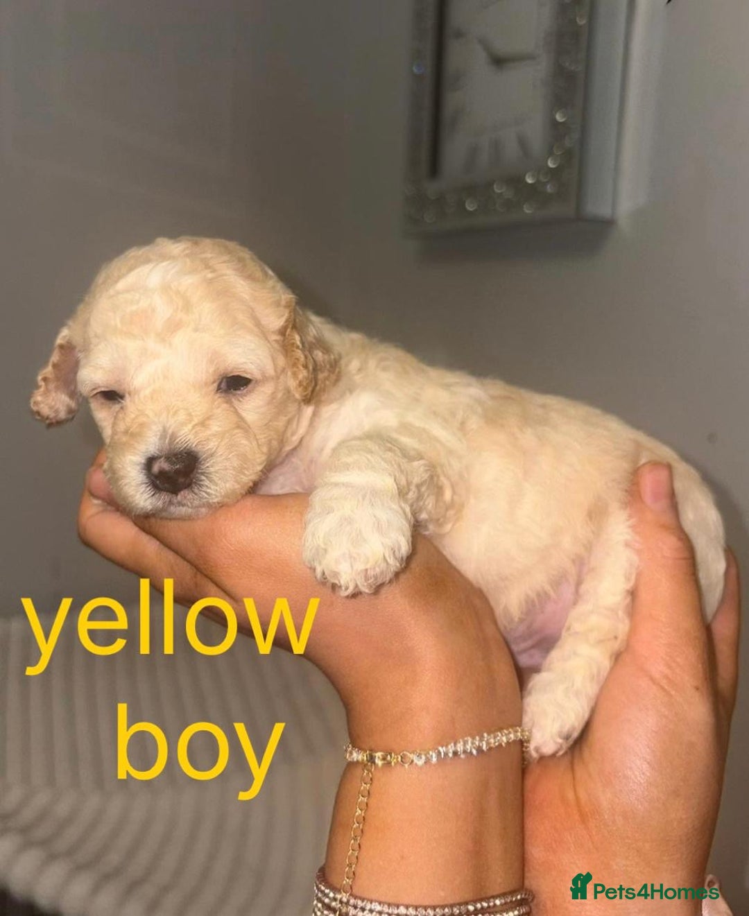 Cavapoochon dogs for sale: Cavapoochon Pupps amazing breed  - Advert 3