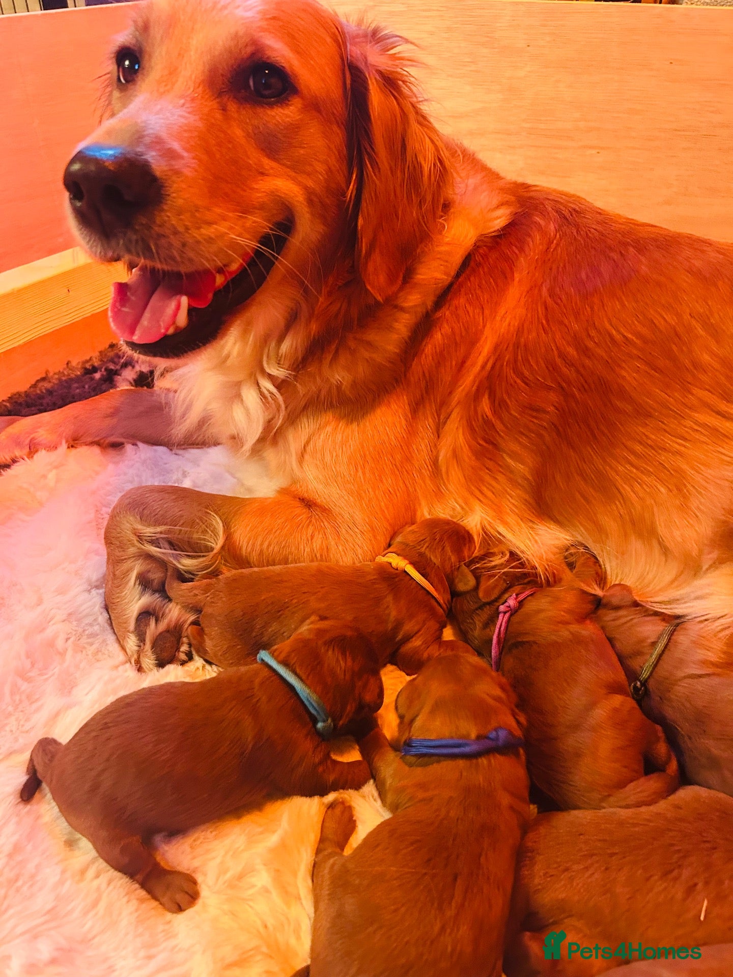 Goldendoodle dogs for sale: 🐾Lovely Fox Red F1 Mini Goldendoodles🐾 - Advert 10