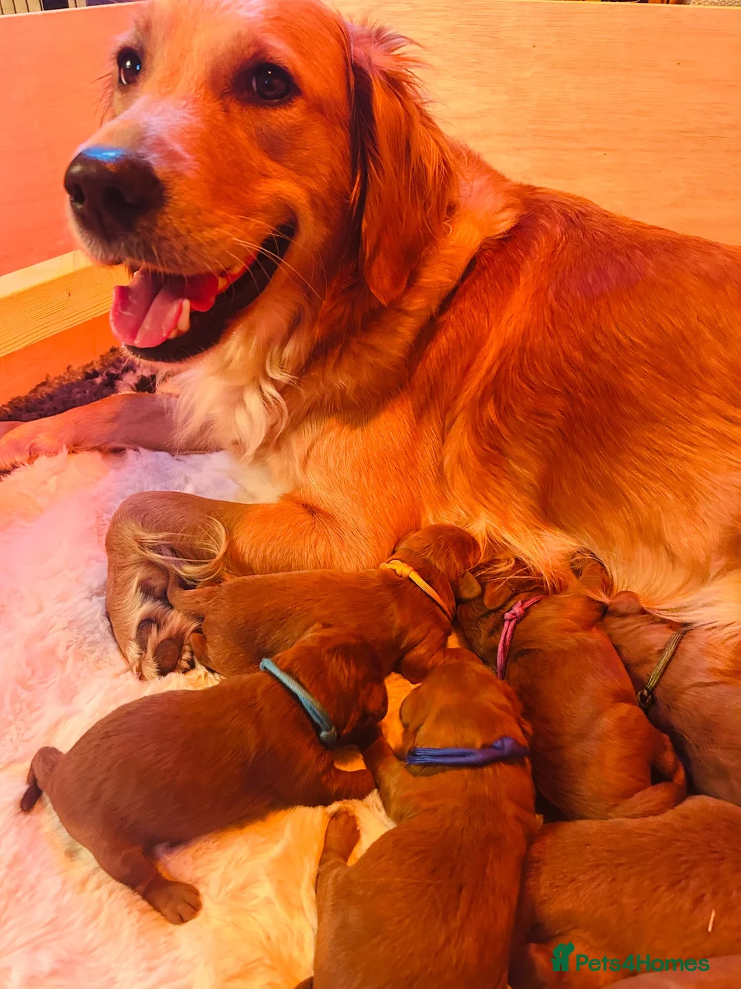 Goldendoodle dogs for sale: 🐾Lovely Fox Red F1 Mini Goldendoodles🐾 - Advert 1
