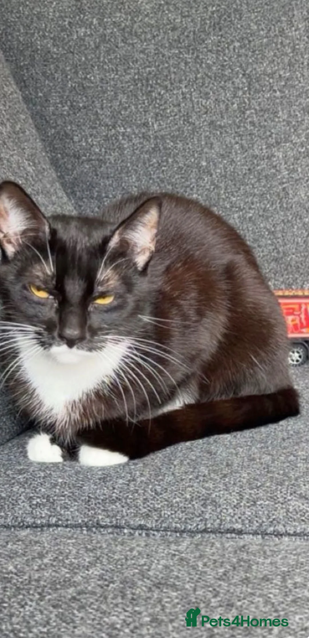 Mixed Breed cats for sale: Sadie  in Hull - Advert 2