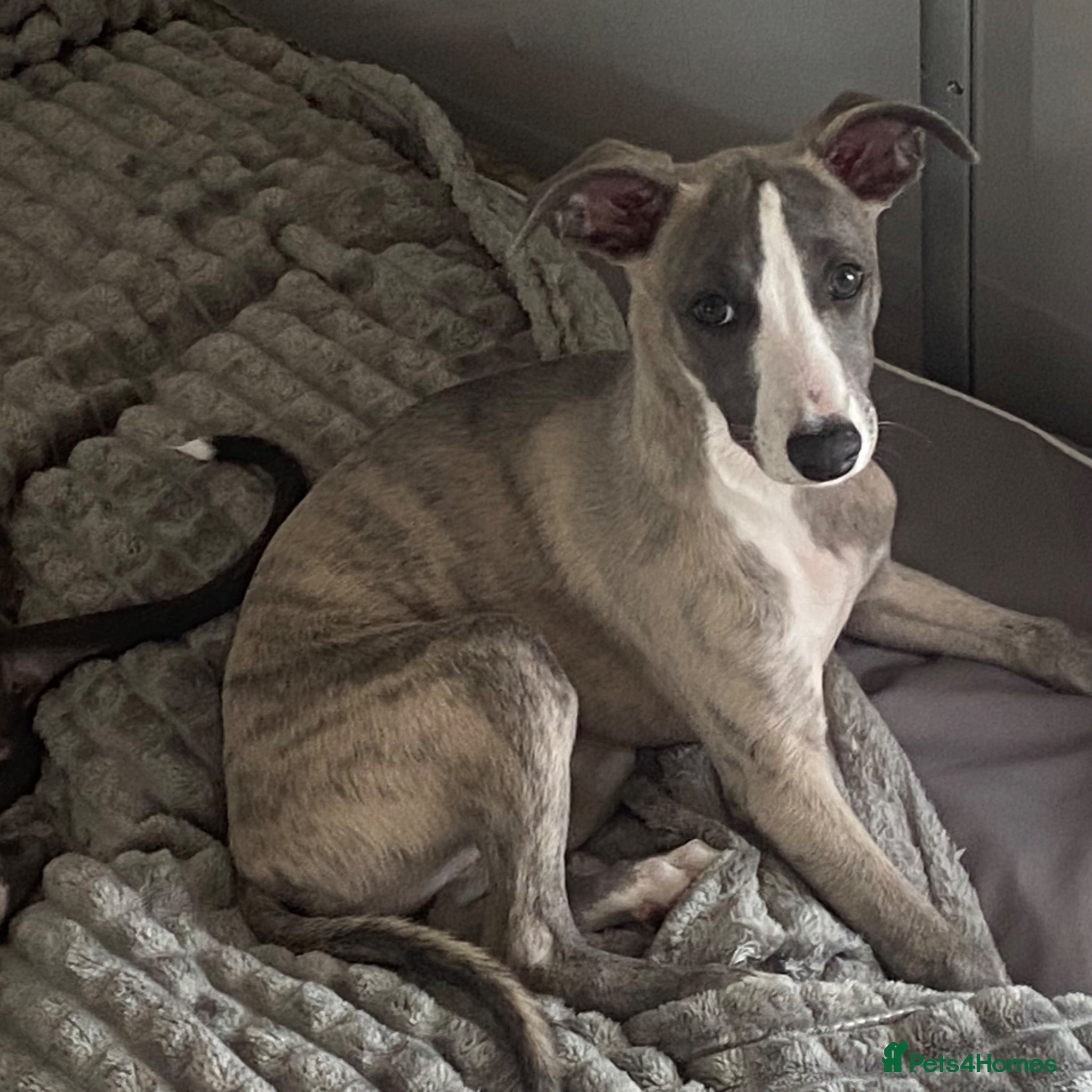Whippet dogs HOW HAS THIS LADY BEEN OVERLOOKED  - Advert 6