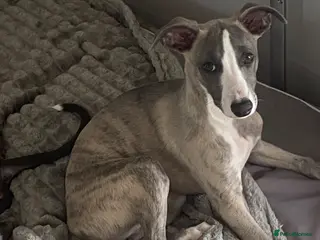 Whippet dogs HOW HAS THIS LADY BEEN OVERLOOKED - Advert 6