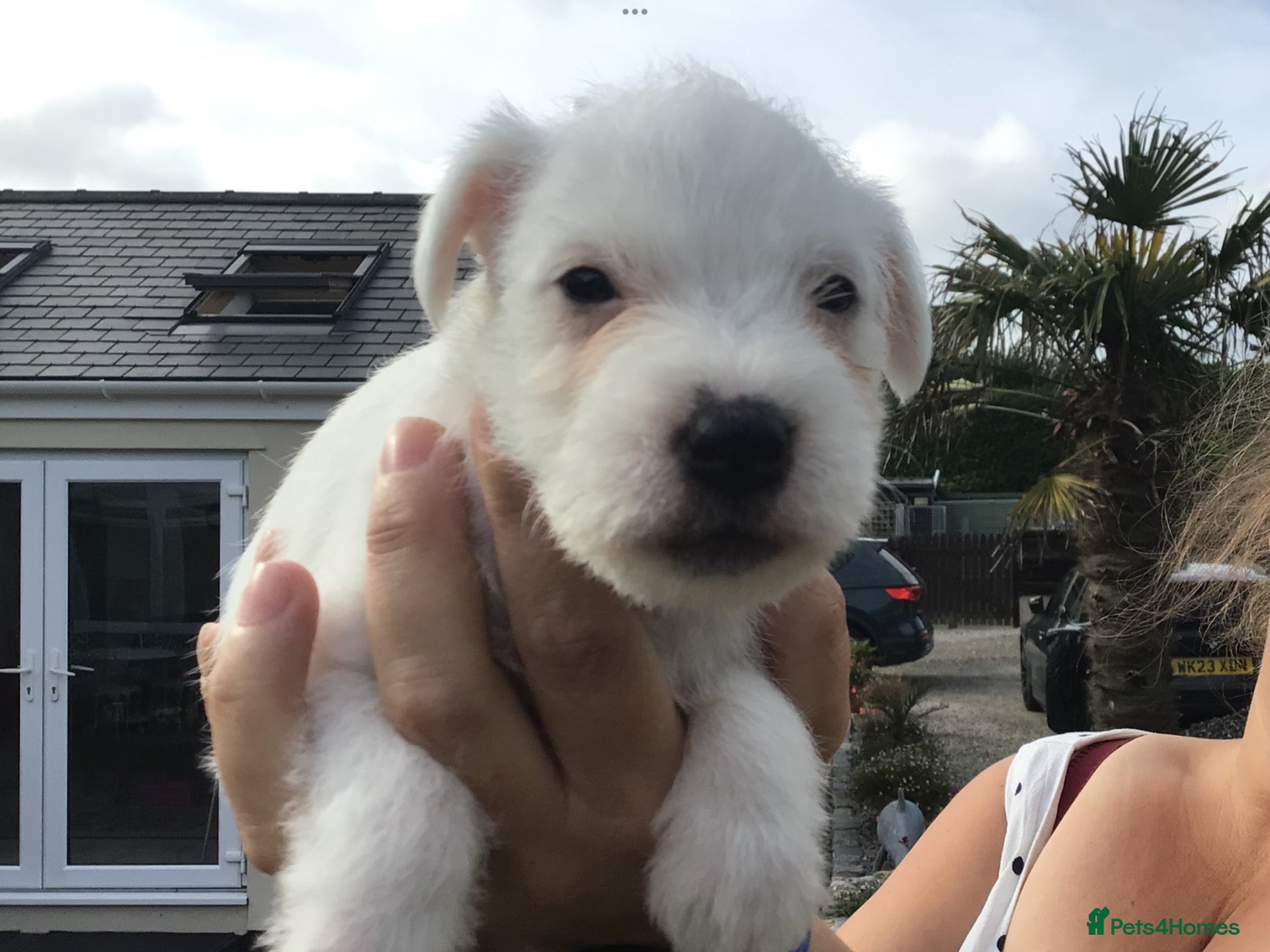 Parson Russell dogs Parson Russell Terriers Pups.CORNWALL - Advert 4