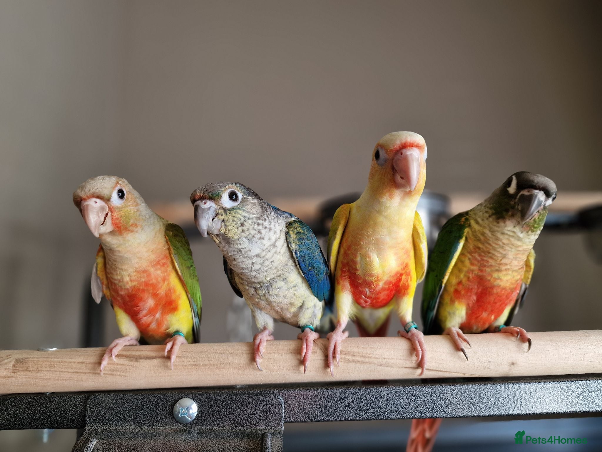 Conures birds Beautiful fully hand reared conures  - Advert 15