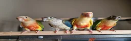 Conures birds for sale: Beautiful fully hand reared conures  - Advert 7