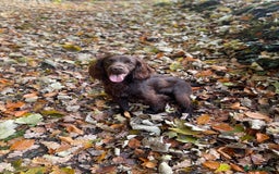 Cocker Spaniel dogs for sale: Beautiful litter of cocker spaniels for sale  - Image 13
