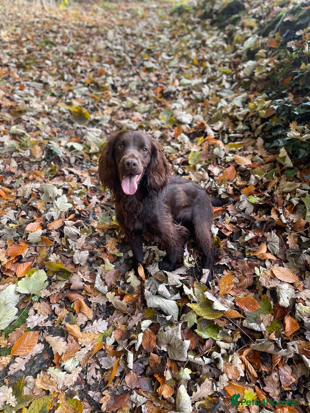 Cocker Spaniel dogs for sale: Beautiful litter of cocker spaniels for sale  - Image 13