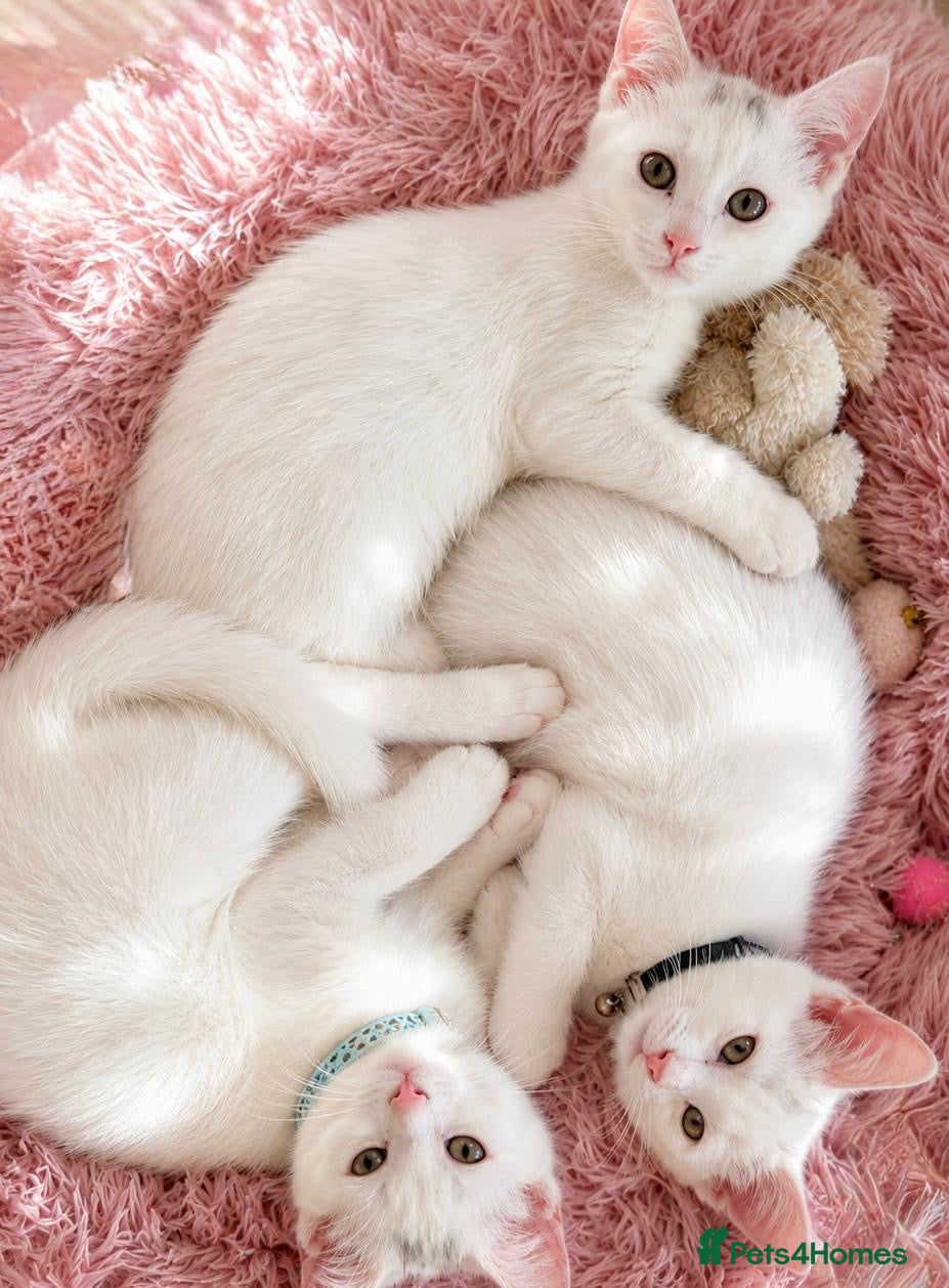 Turkish Angora cats Gorgeous Kittens!  - Advert 21