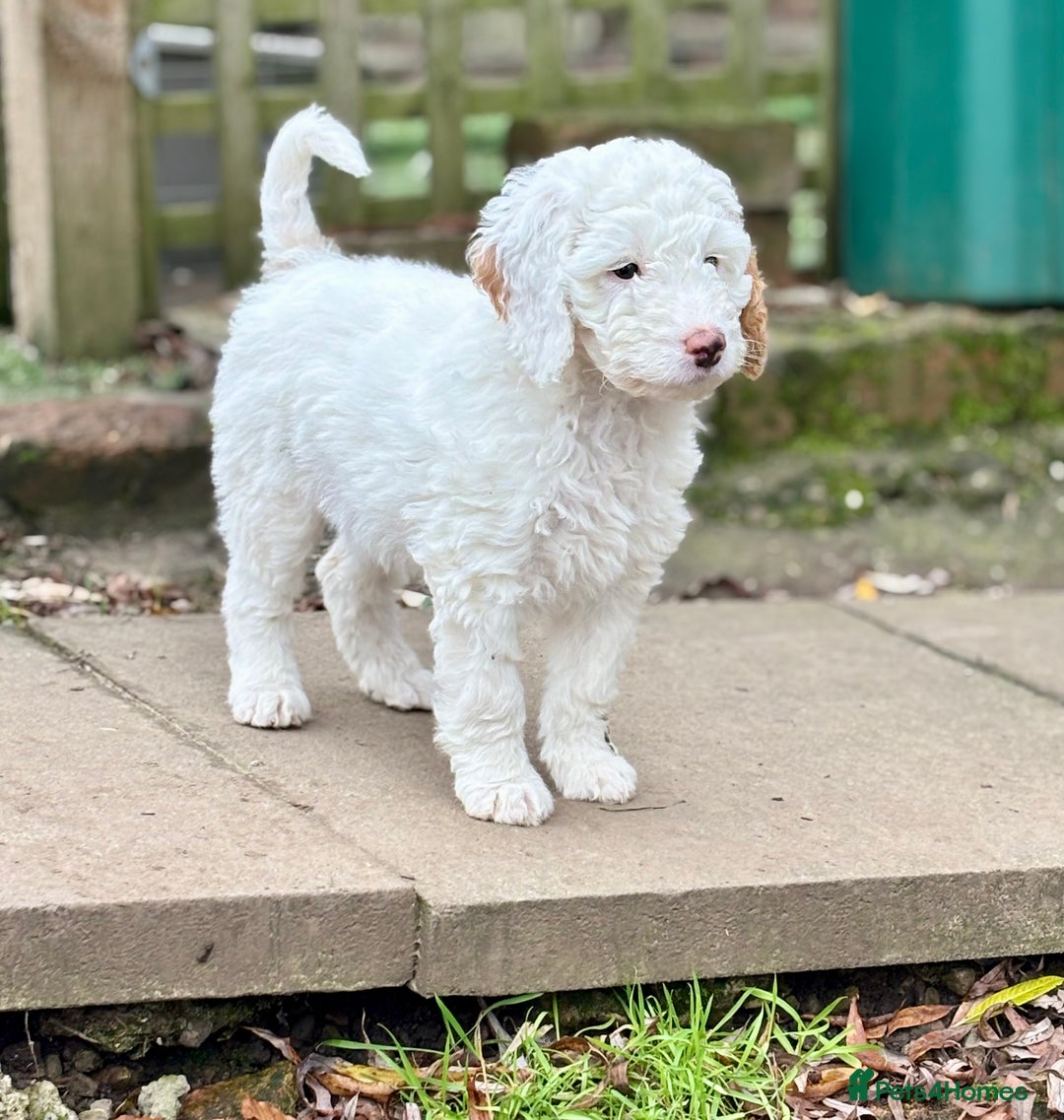 Australian Labradoodle dogs for sale: Exceptionally bred for Health! Temperament! Looks! - Advert 4