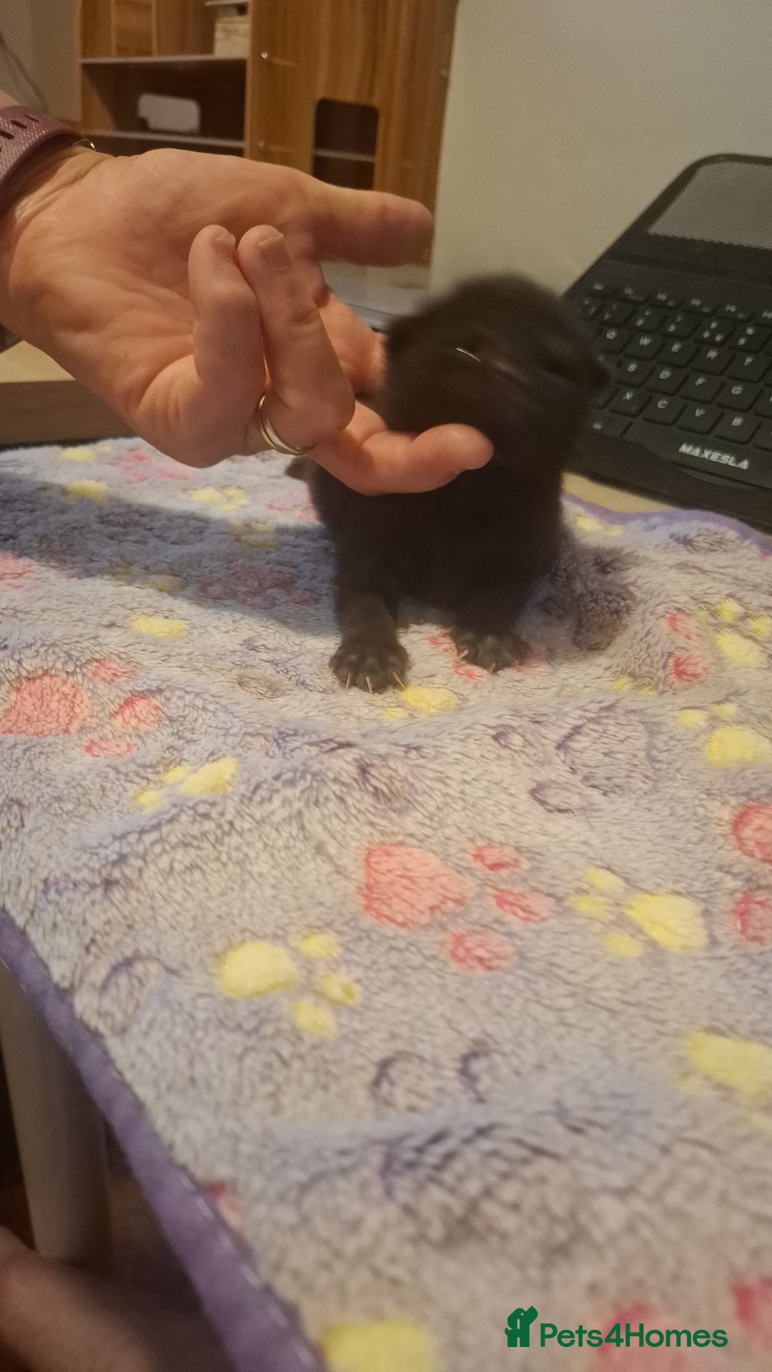 Mixed Breed cats for sale: 1 kitten left ready  2nd sept  - Image 10
