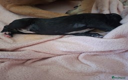 Staffordshire Bull Terrier dogs for sale: Staffy pups ready 26th august 2 brindle 3 blue - Image 19