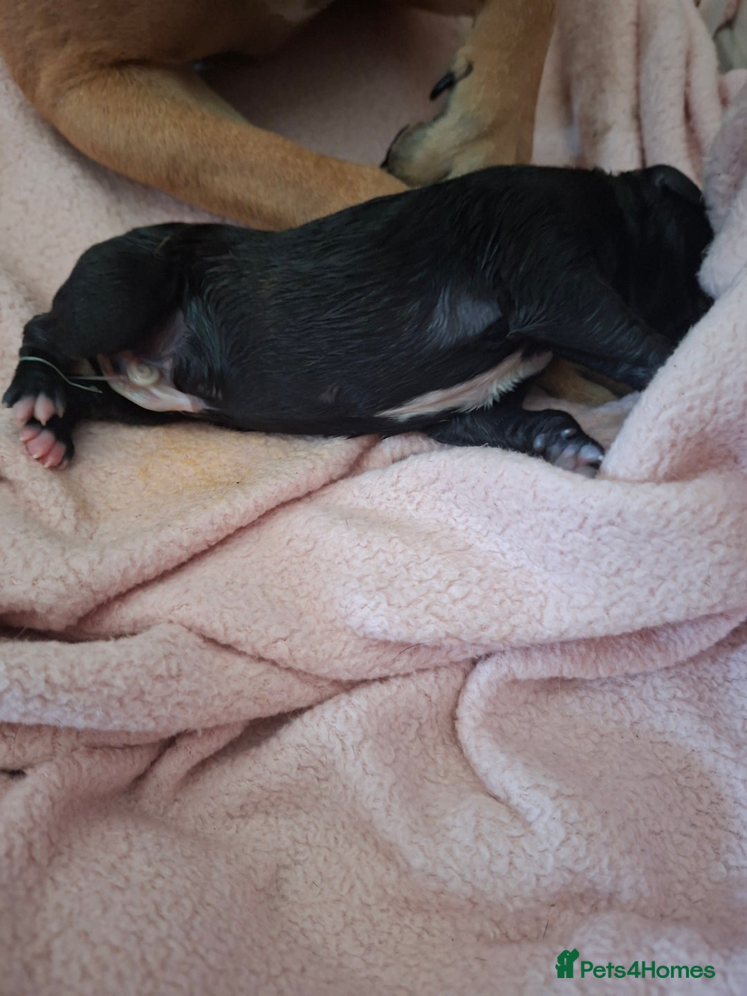 Staffordshire Bull Terrier dogs for sale: Staffy pups ready 26th august 2 brindle 3 blue - Image 19