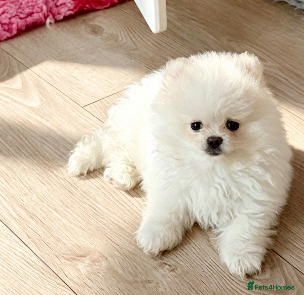 Pomeranian dogs Teddy Bear Faced Pomeranians  - Advert 10