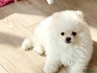 Pomeranian dogs Teddy Bear Faced Pomeranians - Advert 10