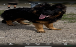 German Shepherd dogs for sale: Perfect 1 year old German Shephard - Long Haired - Image 2